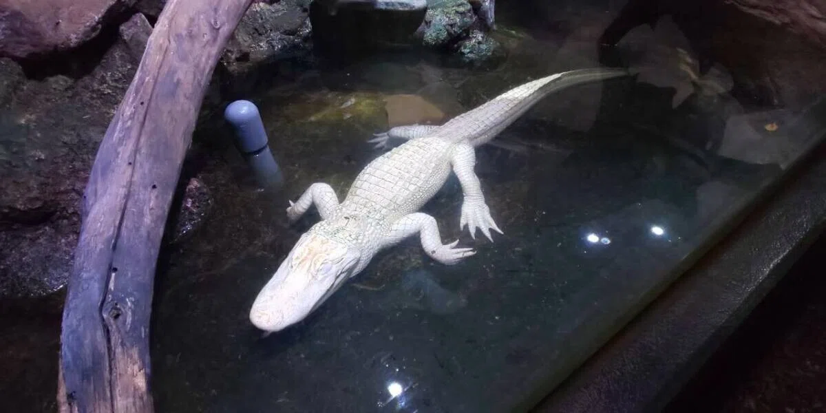 画像44