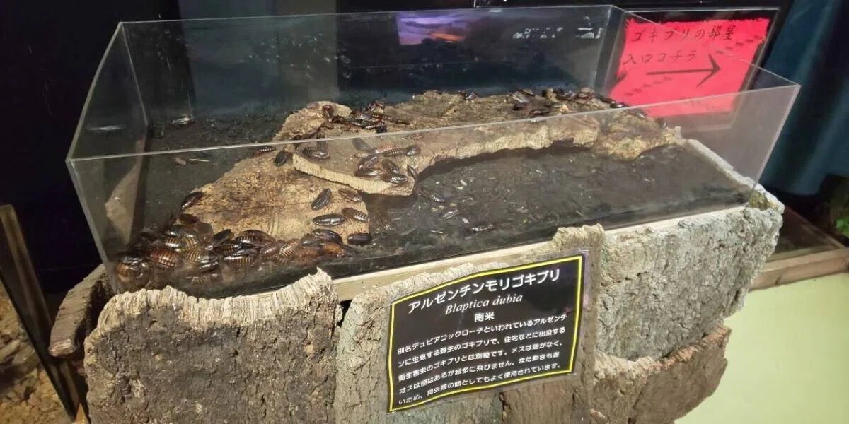 画像27