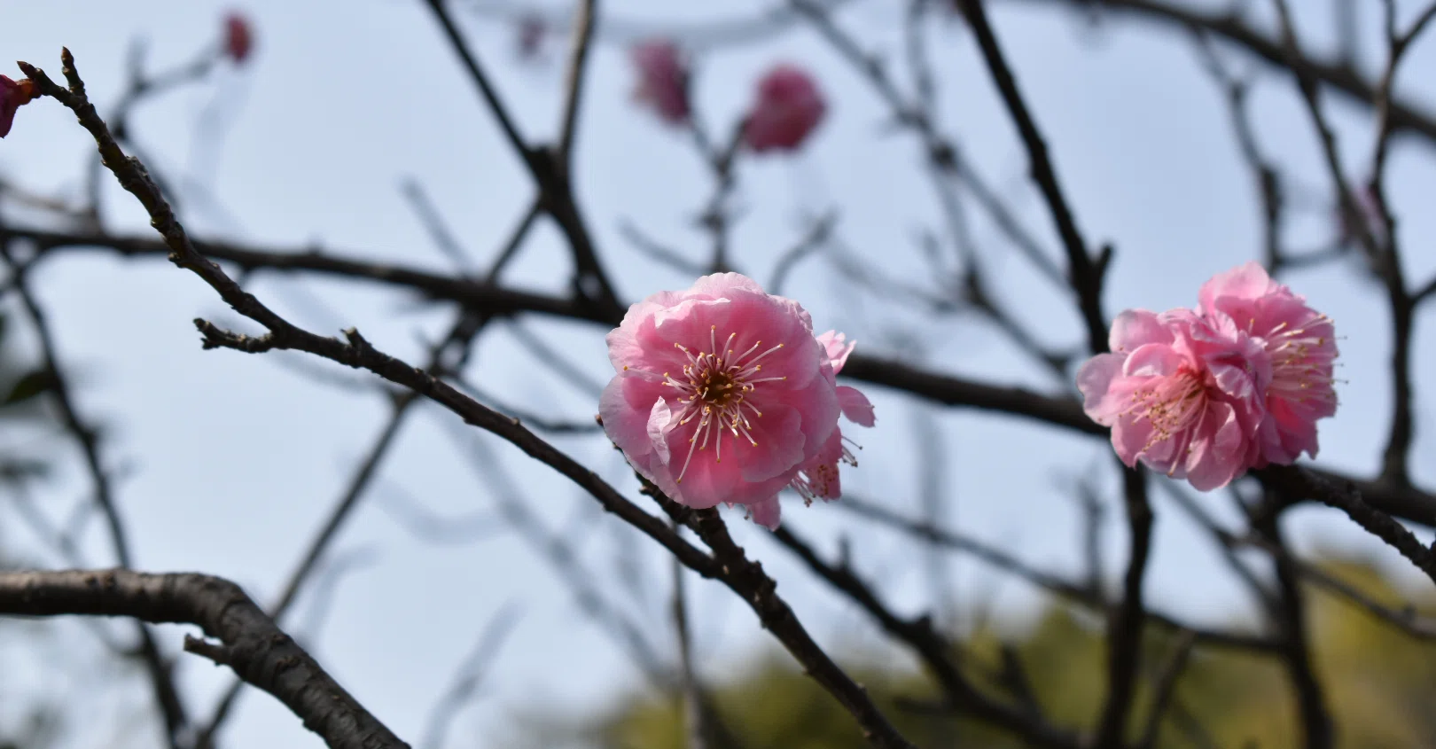 名言との対話 3月16日 村山長挙 君 緒方竹虎 は生きて 私どもを導くことの何と大きく 死んで私どもに反省を与えることの何と多いことでしょうか 久恒 啓一 Note 名言との対話 3月16日 村山長挙 君 緒方竹虎 は生きて 私どもを導くことの何と大きく 死んで私どもに反省を与えることの何と多いことでしょうか 久恒 啓一 Note