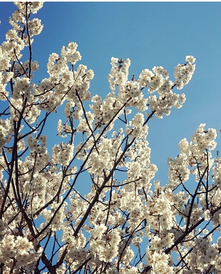 おはよーございます。

ハレ朝。
家の前のサクランボの桜がマックス。
先日の花曇りの空にも似合うし、こんなすっからかんのアオゾラにも似合う。
そーゆーこの世界がアリガタスギルと思う。

シアワセな一日を。

#sky #spring #flower #love #moritaMiW #空 #春 #桜 #cherryblossom #佳い一日の始まり