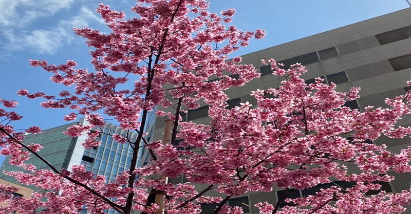 オカメザクラ の新着タグ記事一覧 Note つくる つながる とどける