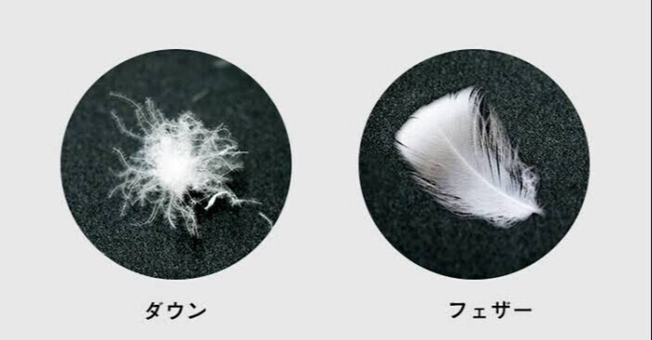 第1980回 鳥の羽根のこと｜翆野 大地