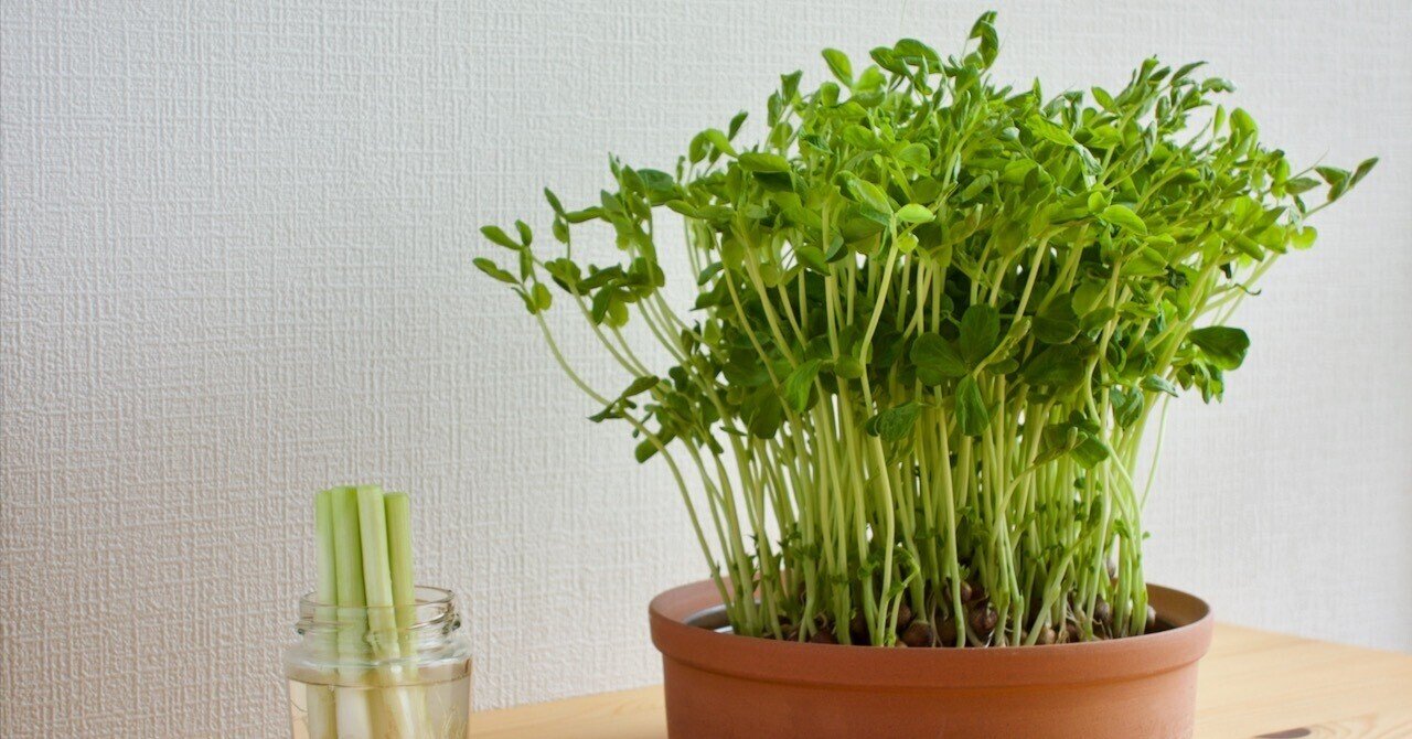 リボベジ 野菜くずから野菜を再生する方法 川口貴史 Note リボベジ 野菜くずから野菜を再生する方法 川口貴史 Note