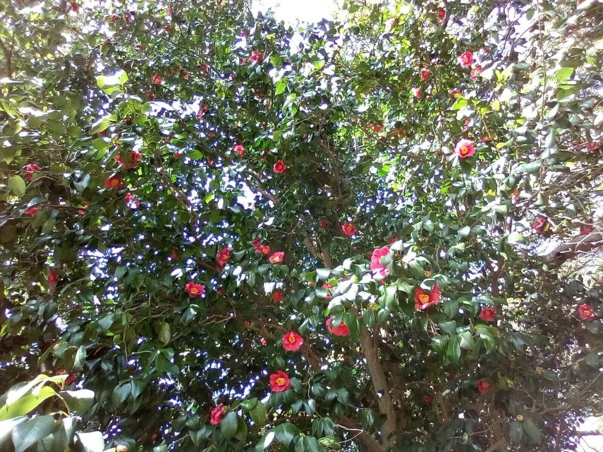 画像10
