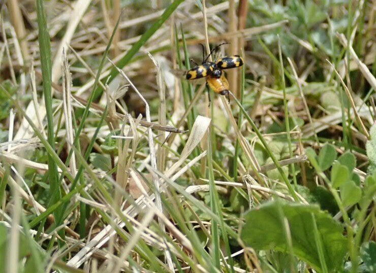 イタドリハムシ かっぱあたま Note