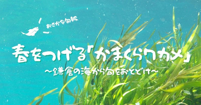 春をつげる「かまくらワカメ」～鎌倉の海から旬をおとどけ～