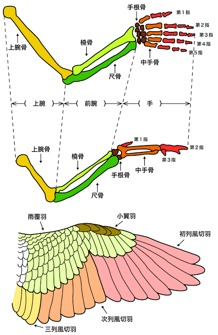 第1980回 鳥の羽根のこと|翆野 大地 第1980回 鳥の羽根のこと|翆野 大地