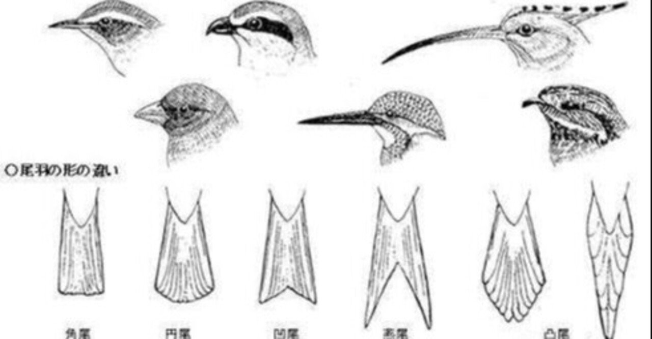 第1981回 色んな鳥の尾羽などの羽｜翆野 大地