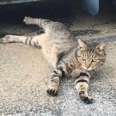 庚午 旭