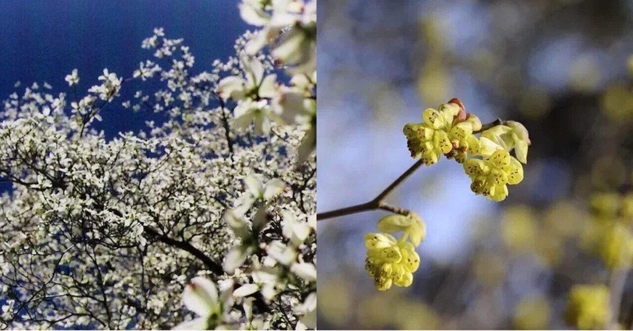 3月18日お誕生日の方おめでとうございます Monstera18 Note