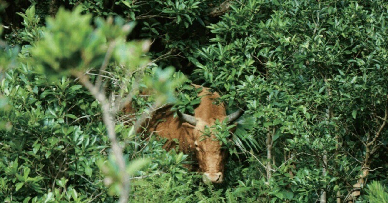 野生動物にセンサーを装着 東京大学情報基盤センター Note