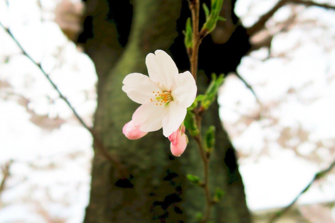 はな 日本人はナゼ花見をするか 中西進 日本人の忘れもの ほんのひととき Note