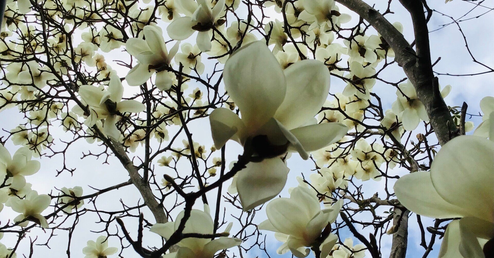 花の命は短くて さみみのみみは何の耳 Note