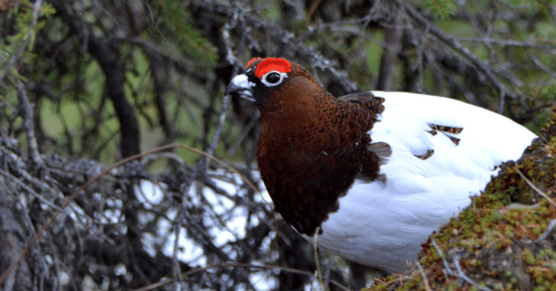 【気になる生態】 #33 人を恐れない神の鳥「ライチョウ」