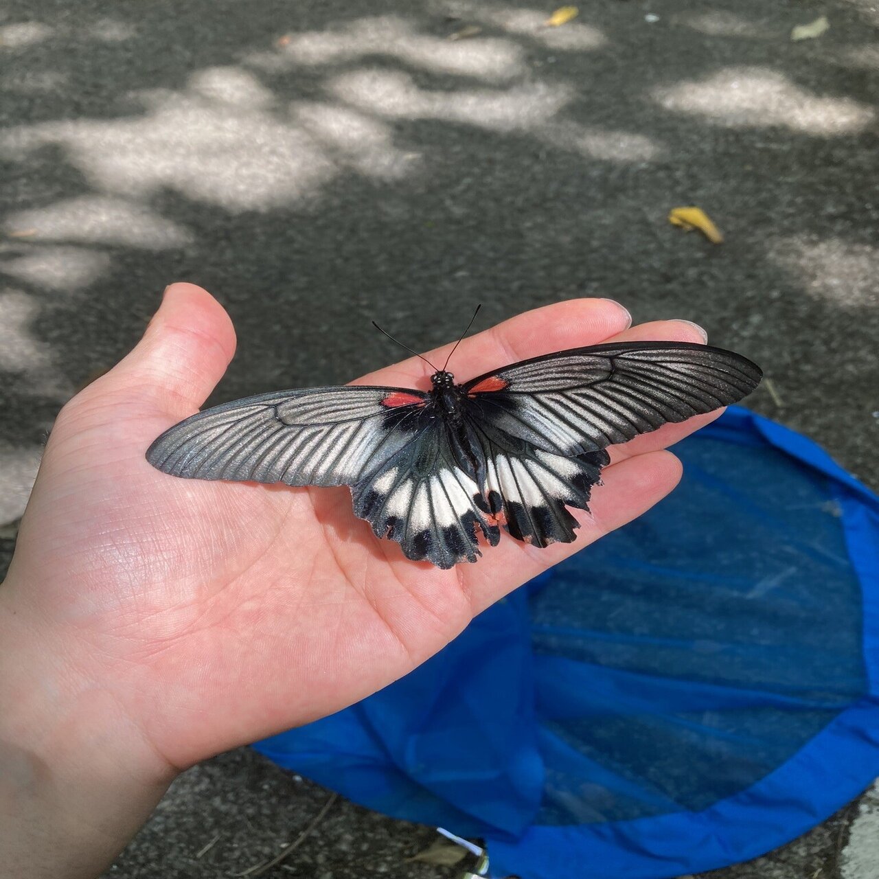 沖縄本島での春の蝶採集｜HISAMATSU