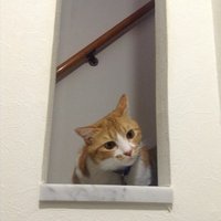 音楽朗読劇reading High Alchemist Renatus Homunculus さやか Note