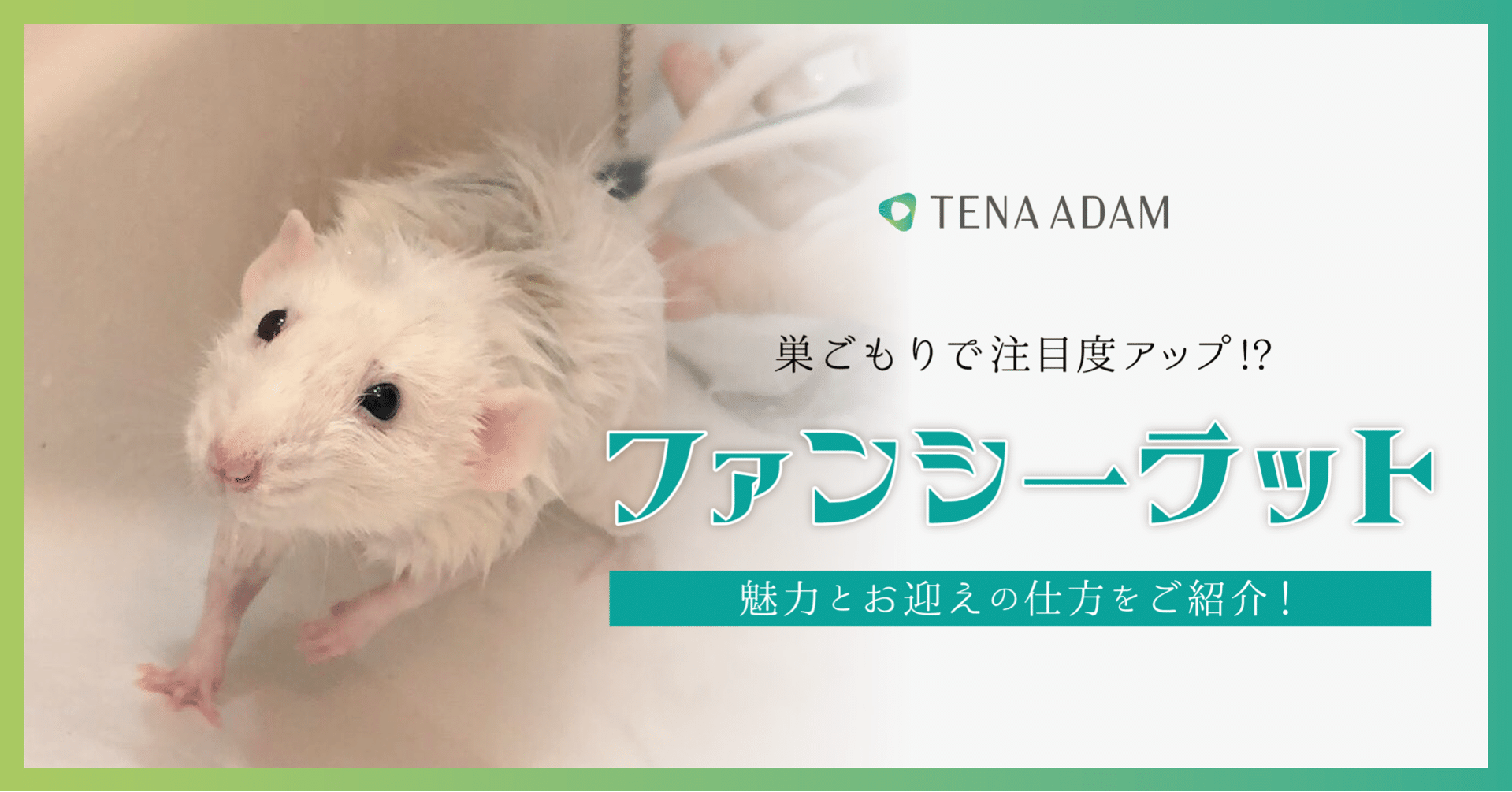 海外では主流ペット ファンシーラットとの暮らし 株式会社tenaadam Note 海外では主流ペット ファンシーラットとの暮らし 株式会社tenaadam Note