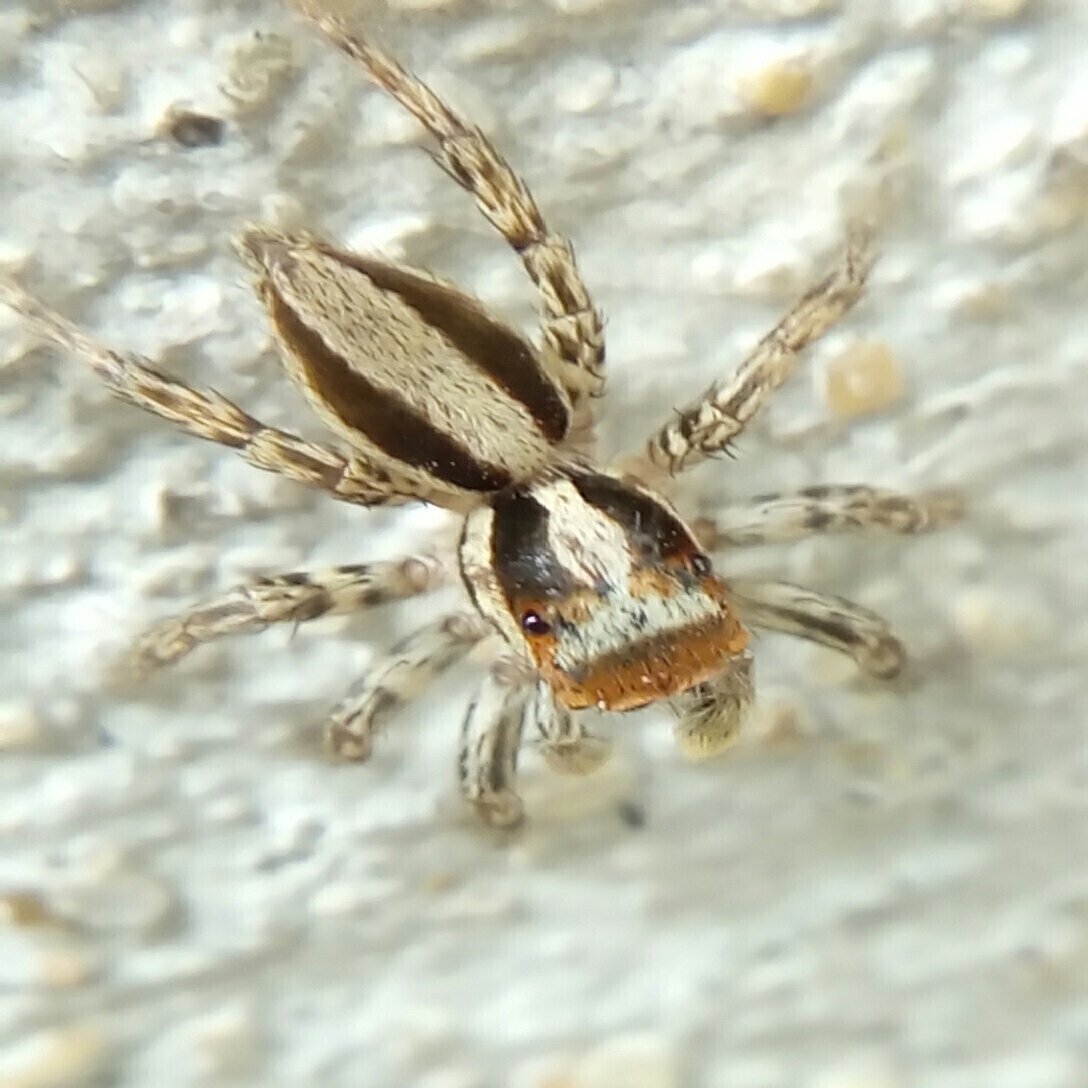 春 ハエトリグモ 月澄狸 Note