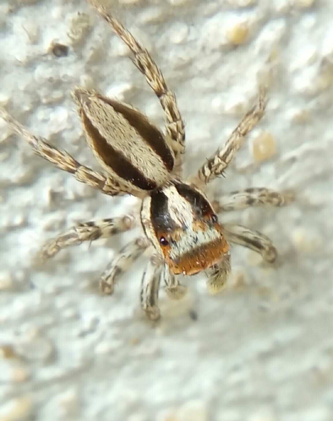 春 ハエトリグモ 月澄狸 Note 春 ハエトリグモ 月澄狸 Note