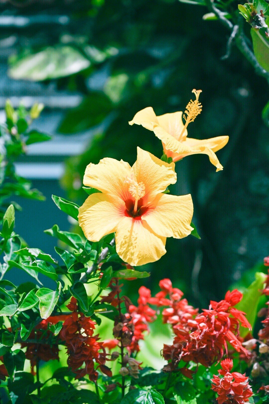 はじまりの合図を 離島の海の端で聞いた 沖縄県 渡嘉敷島 伊佐 知美 Note はじまりの合図を 離島の海の端で聞いた 沖縄県 渡嘉敷島 伊佐 知美 Note