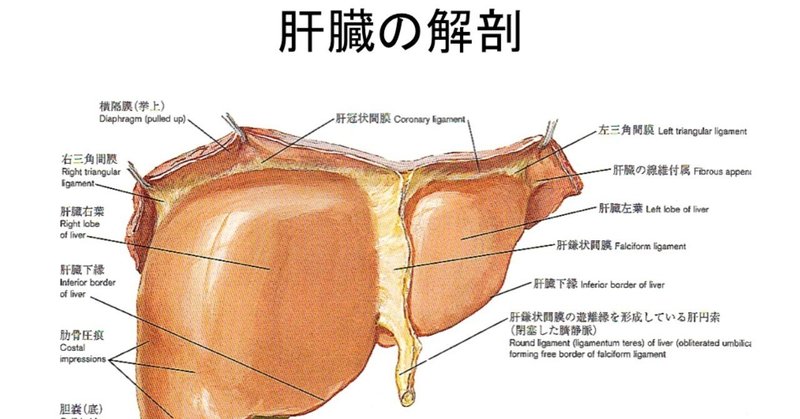 内臓の評価 の新着タグ記事一覧 Note つくる つながる とどける 内臓の評価 の新着タグ記事一覧 Note つくる つながる とどける