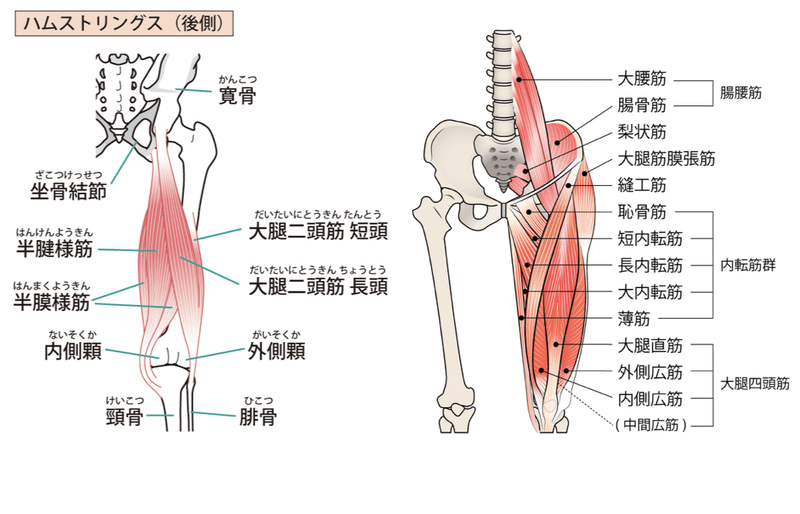 骨盤を支える下半身の筋肉たち