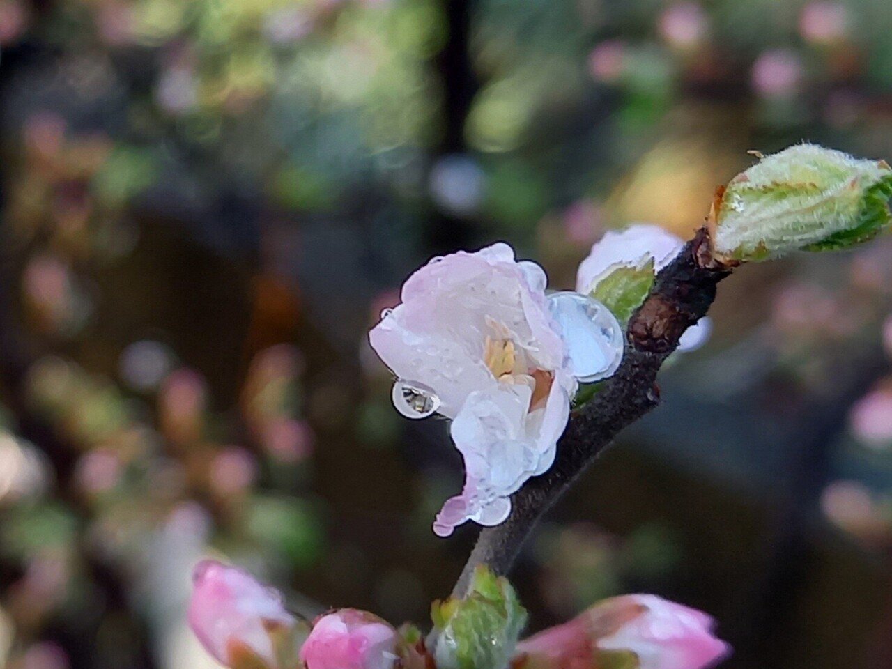 梅桃様 よろしくお願いいたします Www Vitaplus Com 梅桃様 よろしくお願いいたします Www Vitaplus Com