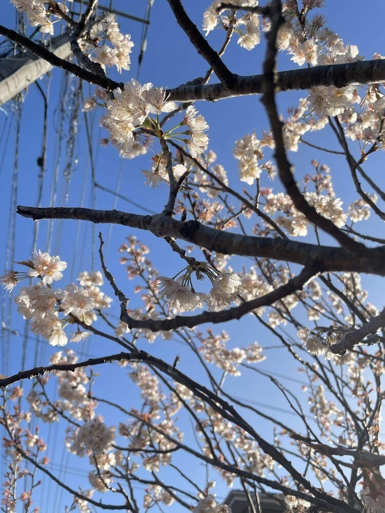 #シナミザクラ #暖地桜桃 咲き始めて1週間も経ってないですが、もう散り始めてます。昨日以外、暖か過ぎました。