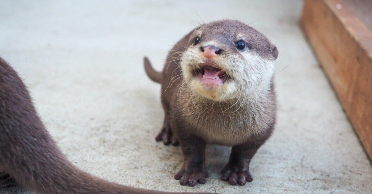 レポ 八景島シーパラダイス カワウソの赤ちゃん公開 Haru Note レポ 八景島シーパラダイス カワウソの赤ちゃん公開 Haru Note
