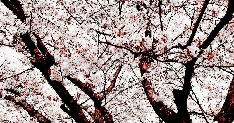 CeVIO AIの歌う桜の歌（作詞 てまり 作曲 あずきさん）
