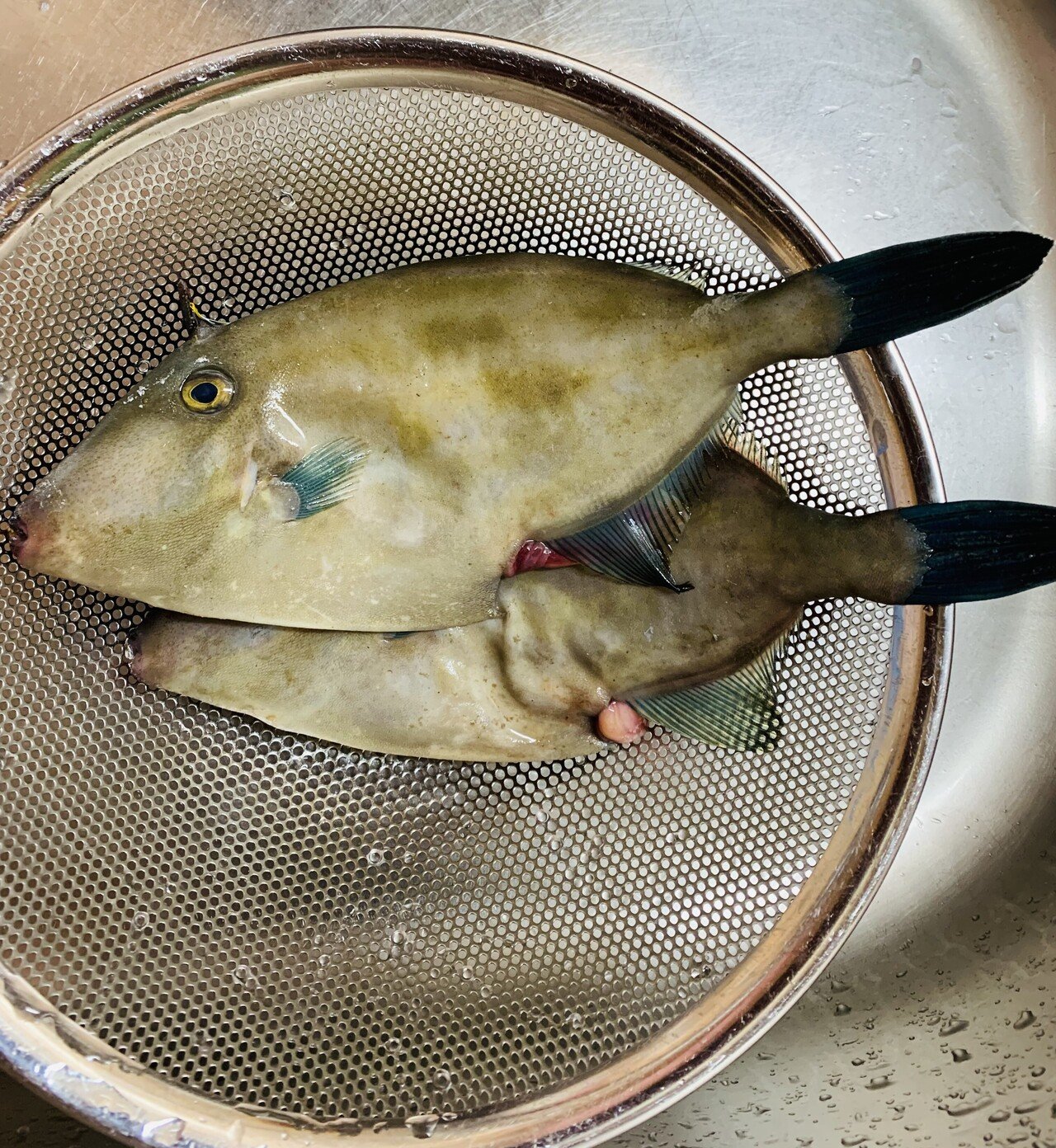 ウマヅラハギは身離れが良くホロホロとした食感を楽しめます 天然ウマヅラハギ 500ｇ前後3 8尾 お刺身 ペットフード 刺身 塩焼き 昆布締め 柵 煮付け 猫 生冷凍 食品 充実の品 500ｇ前後3 8尾