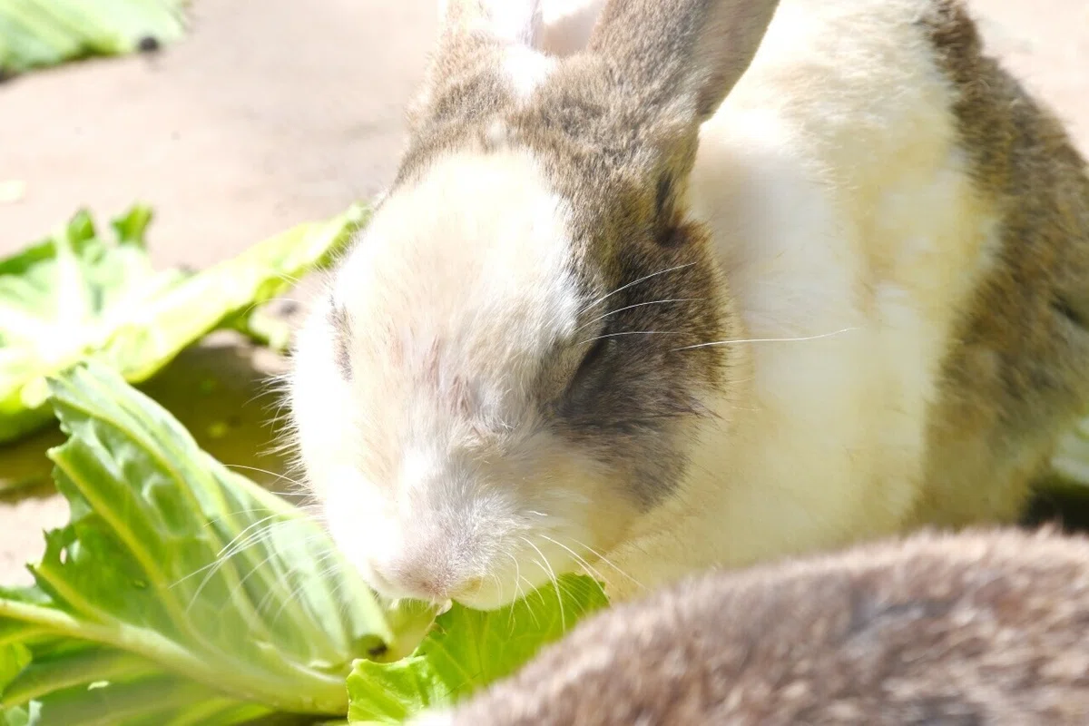 画像22