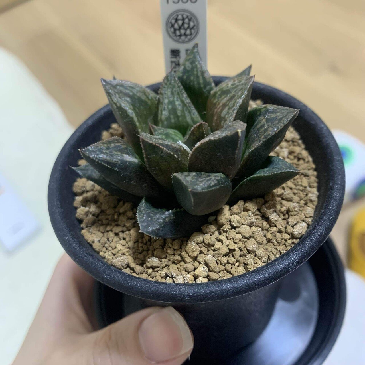 ハオルチア属 Haworthia sp.|まごたろう ハオルチア属 Haworthia sp.|まごたろう