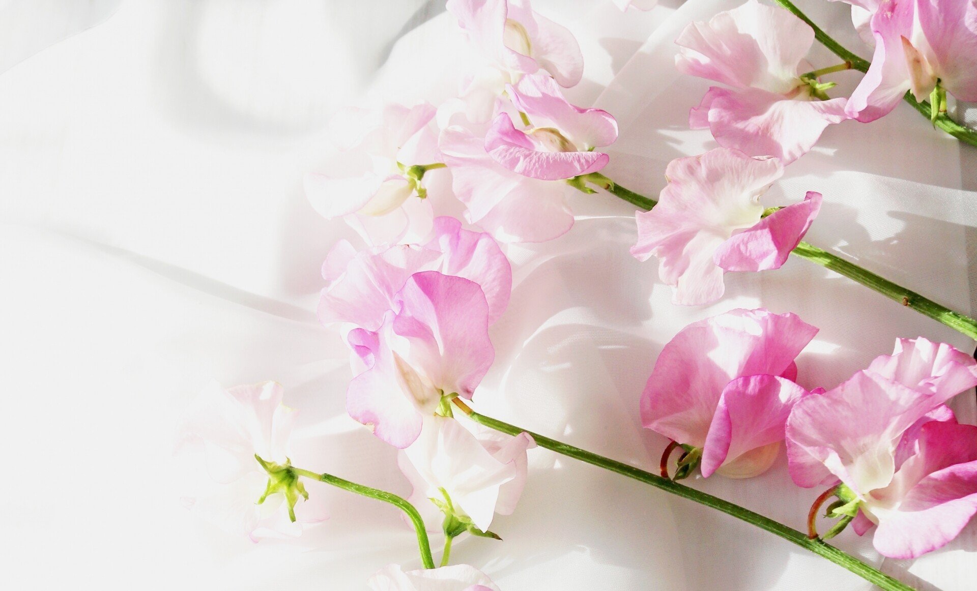 スイートピー の人気タグ記事一覧 Note つくる つながる とどける