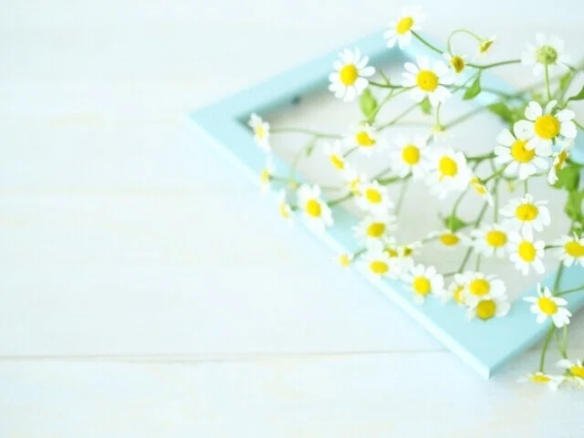 花 白 キレイ