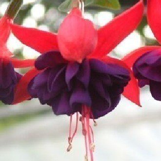 ホップの困りごとq A 花の館の植物の育て方 Note