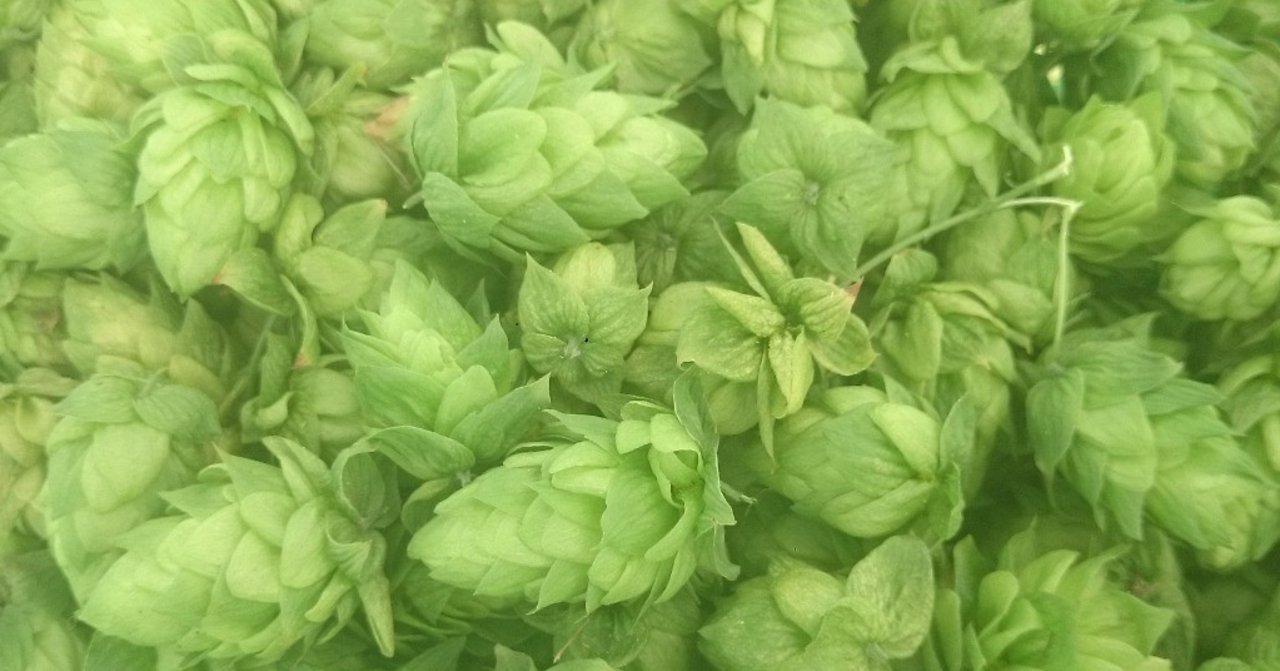 ホップの育て方と作業一覧 花の館の植物の育て方 Note ホップの育て方と作業一覧 花の館の植物の育て方 Note