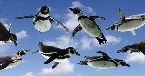 第1984回 空を飛ぶペンギン｜翆野 大地