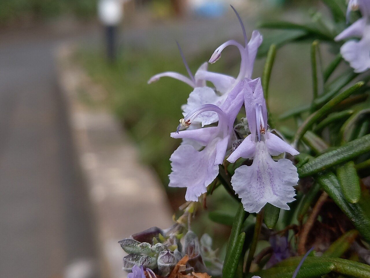 散策中に遭遇した花たち 柘榴 Note