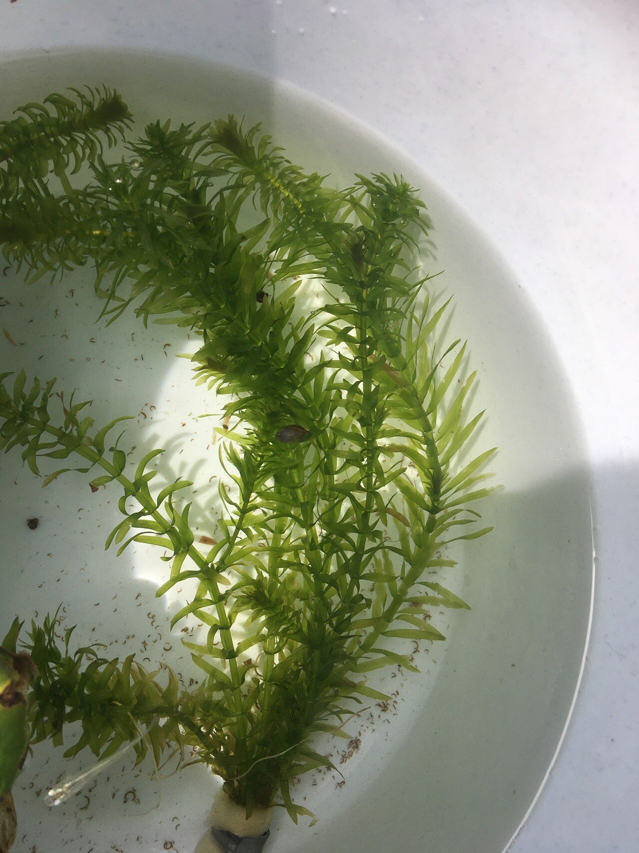 メダカか何かの卵 元気 催眠療法 Note