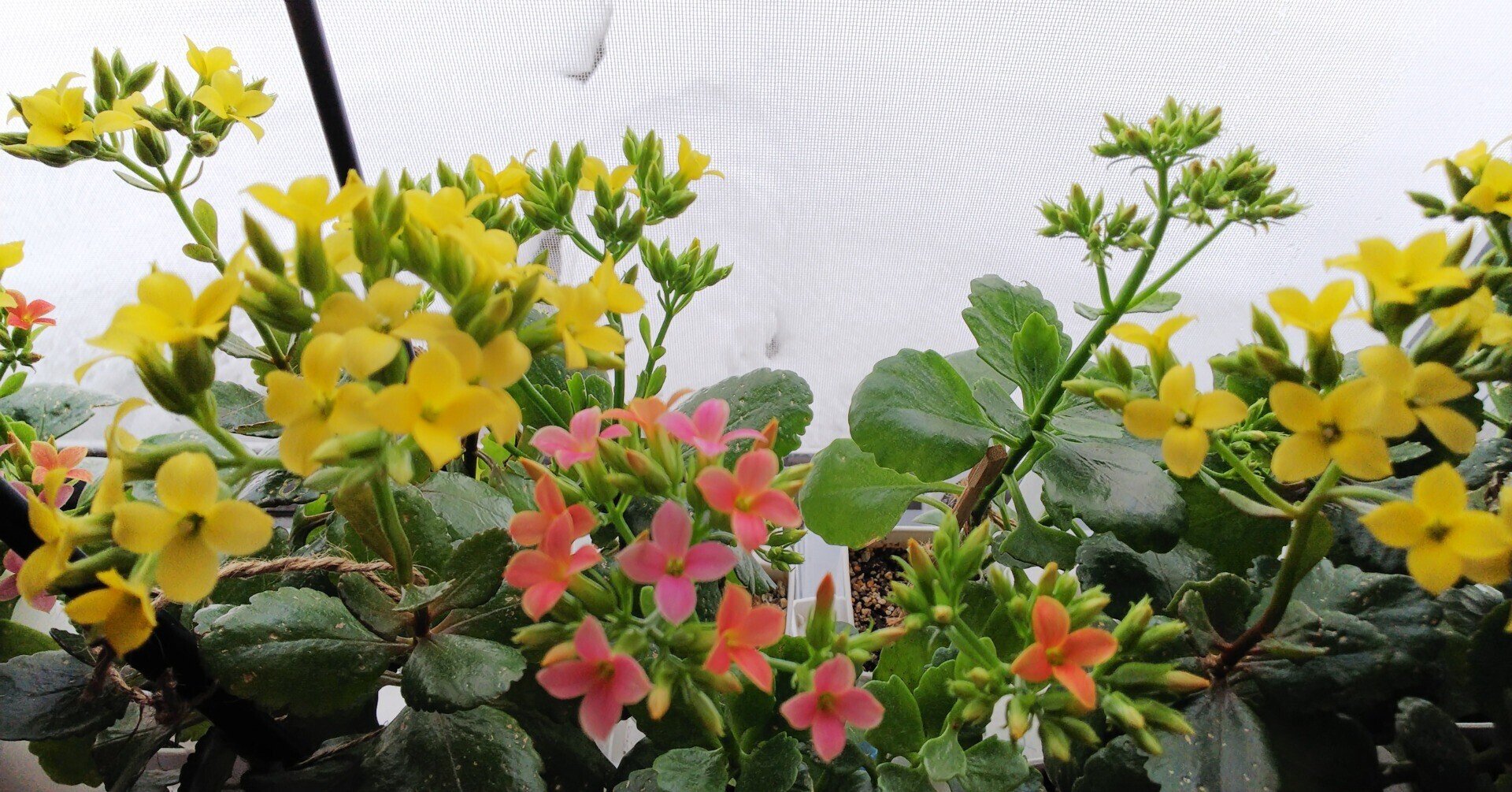 カランコエの花柄摘みをやってみた 今野綾子 Note
