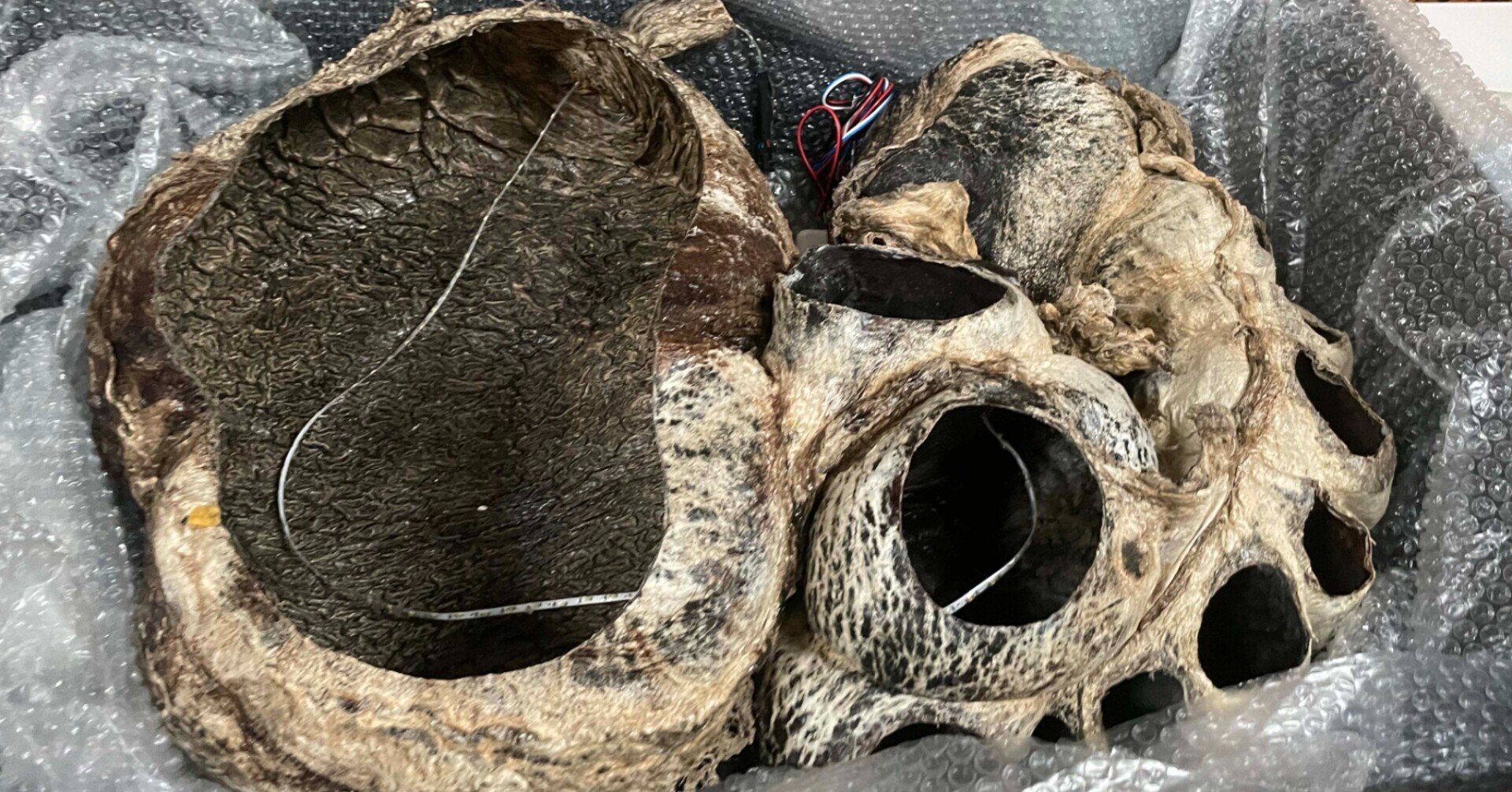 イチ押し標本教えてください！」田島木綿子さんとめぐる国立科学博物館