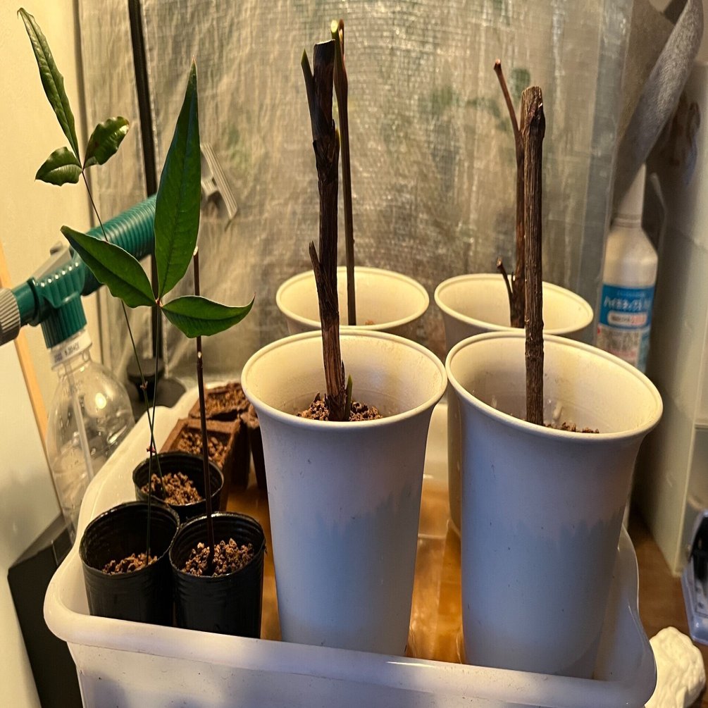 南天剪定と挿し木 22 3 Nakada Shugo Note