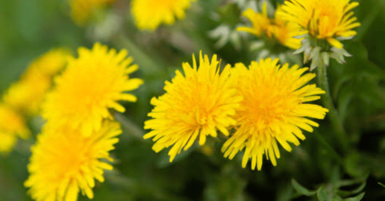 姪っ子と遊んだ日の話 川村拓也 英語教師教育者 Note 姪っ子と遊んだ日の話 川村拓也 英語教師教育者 Note