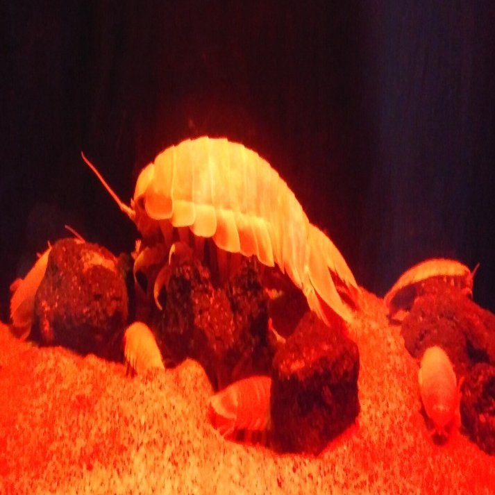 番外編】未知なる深海生物｜しょいシャーク