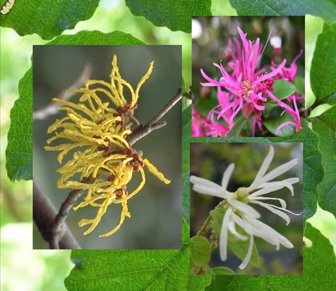 今日の花 3 21 マンサク 花言葉 呪文 魔力 霊感 ひらめき ひらめきは 自分で呼び込めない できるのは ひらめきを形にすることだけだ パブロ ピカソ だー Note