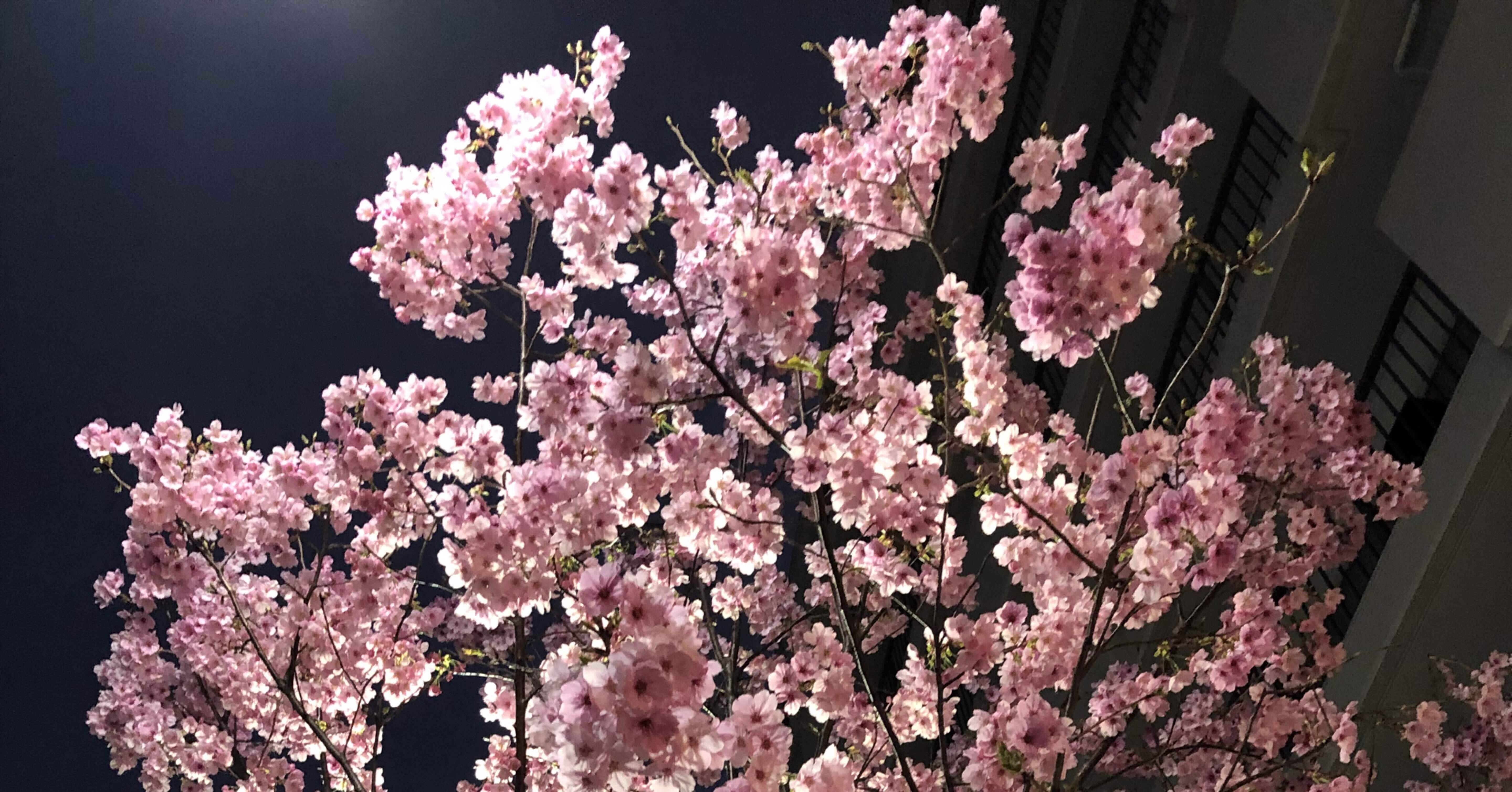 夜桜鑑賞から、花柄の長さで見分ける桃と桜を知る｜8_HACHI_