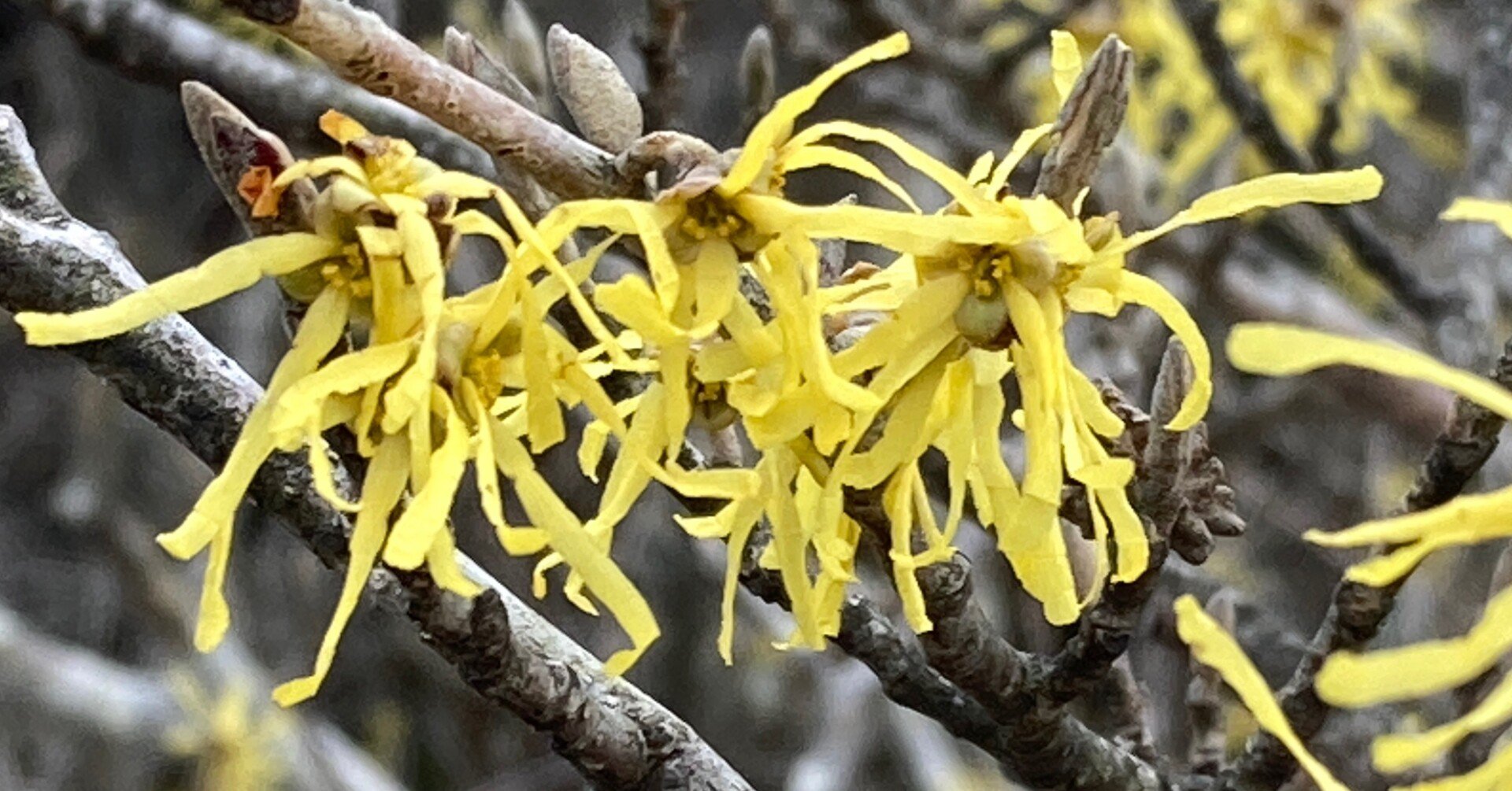 マンサクの多良山系を歩きます。｜させぼ山酔倶楽部 よっちゃん