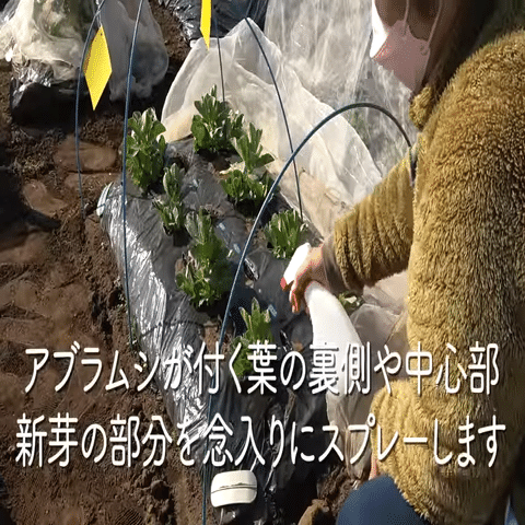 害虫対策 シナモンを使った害虫やカビ対策をご紹介 井上寅雄農園 井上隆太朗 Note