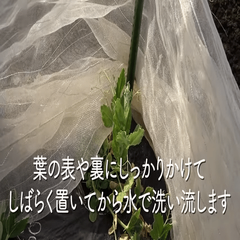 害虫対策 シナモンを使った害虫やカビ対策をご紹介 井上寅雄農園 井上隆太朗 Note